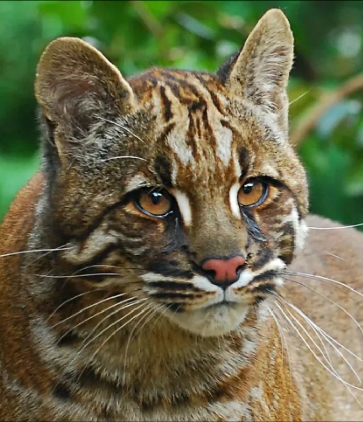 Кошка Темминка. Фото из открытых источников. 