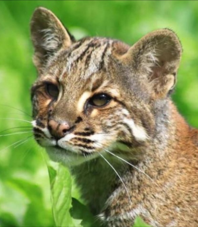 Кошка Темминка . Фото из открытых источников. 