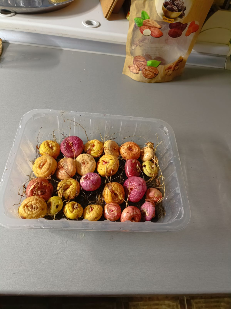 скоро буду сажать