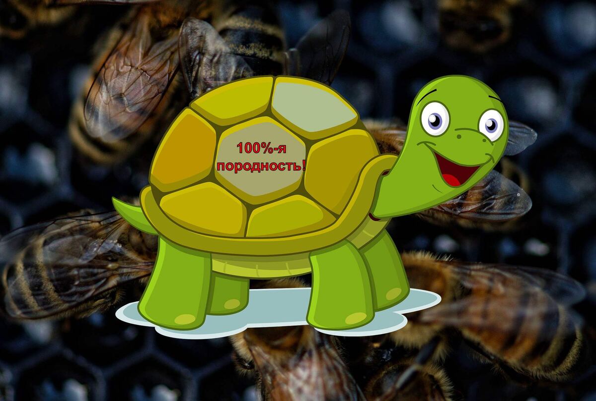 Купить матку