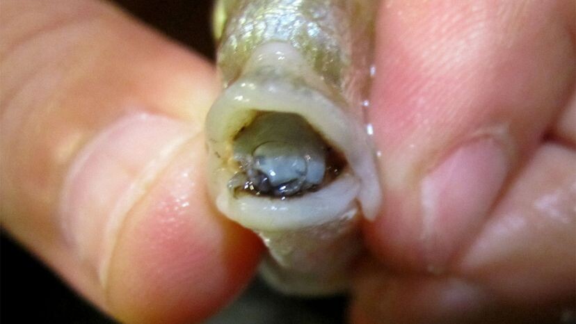 Cymothoa exigua, или рыба-паразит, — это ракообразное из семейства Cymothoidae. Она проникает в рыбу (в данном случае в песчаного морского окуня Lithognathus mormyrus) через жабры, а затем прикрепляется к языку рыбы.