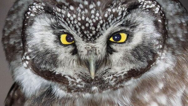    CC BY-SA 2.0 / Naoki Takebayashi / Boreal Owl