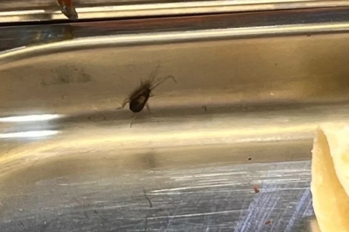    В кафе «Баракат» в Уфе по еде бегают тараканы