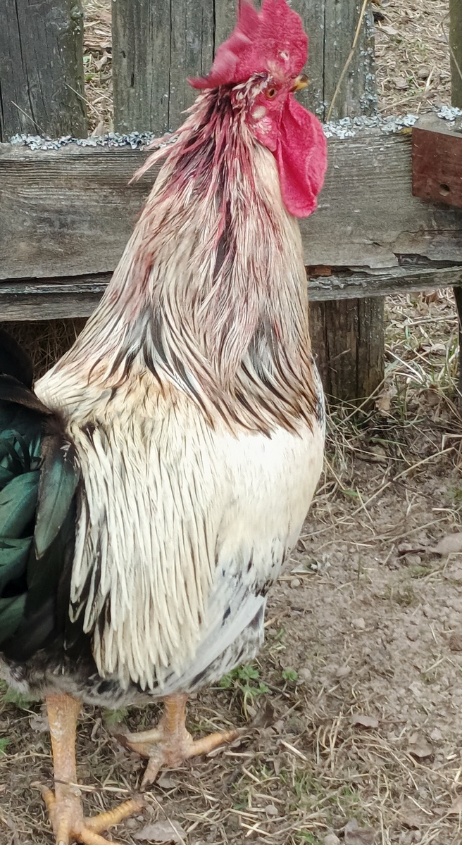 Фото автора статьи. По другому никак не получался.