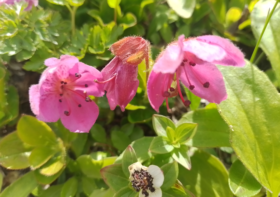 Просто красивые цветы из тундры. Фото автора.