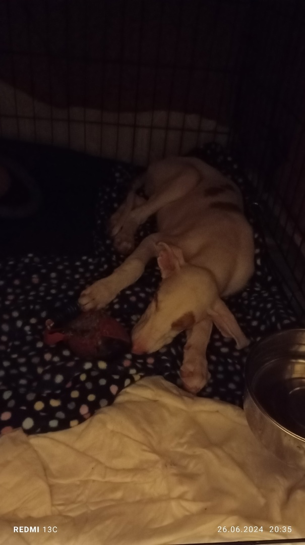 самое лучшее время - когда щеночек спит =)