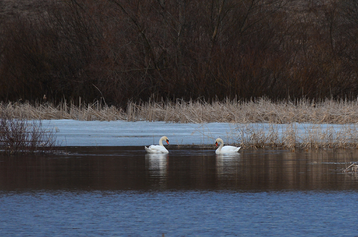 Как же здесь лебединой паре уютно и спокойно. Фото местного фотохудожника Николая Рыбцева.