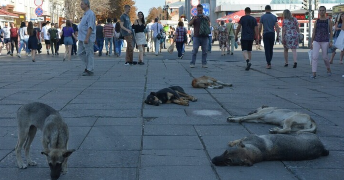 Фото: ИА «Версия-Саратов»