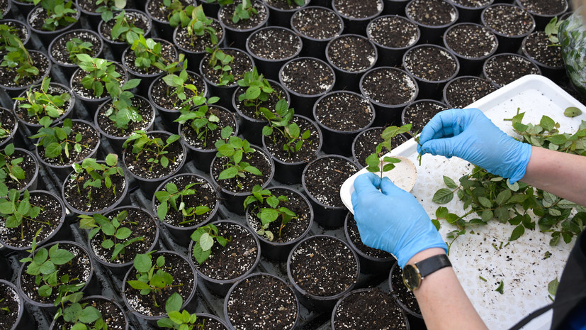     Выращивание рассады РИА Новости Александр Кряжев