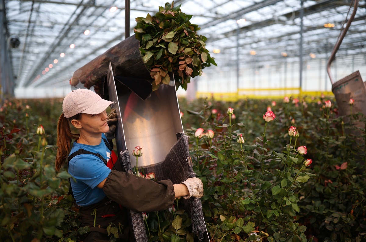     Тепличный комбинат ООО «Юг-Агро» в Краснодарском крае / РИА Новости / Виталий Тимкив