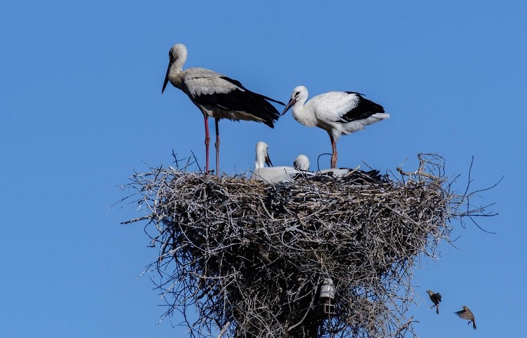    Shutterstock/FOTODOM