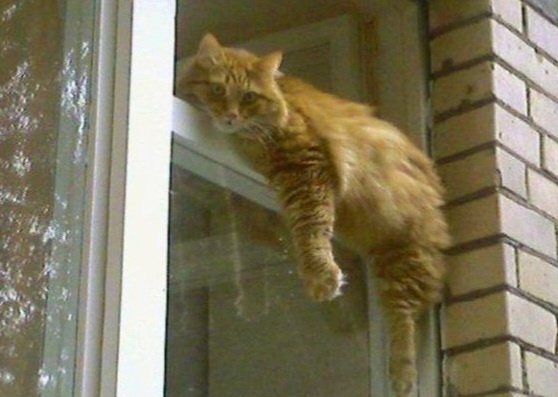 Что уставился? Да! Мне удобно! --->>>