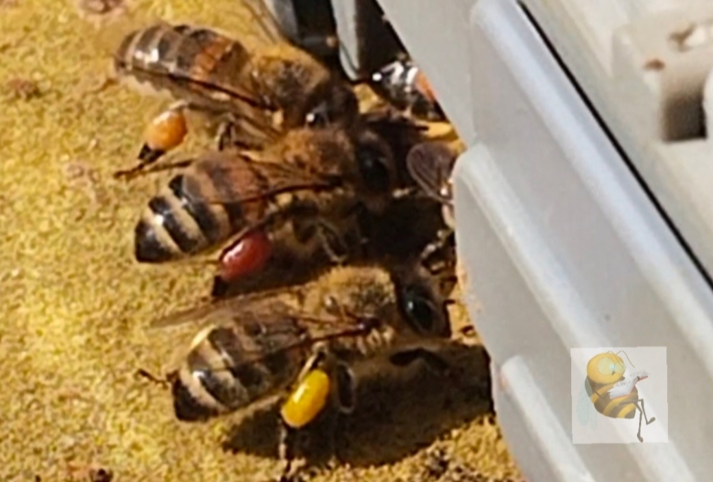 Подмосковье. 29 марта 2025 год. Мои пчёлки 