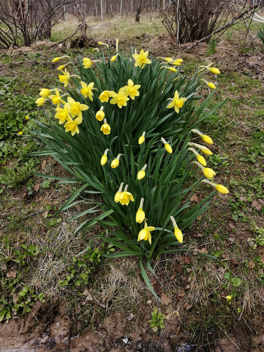 Просто нарциссы