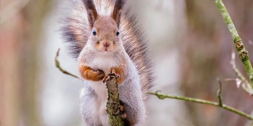    Алена Бобрович