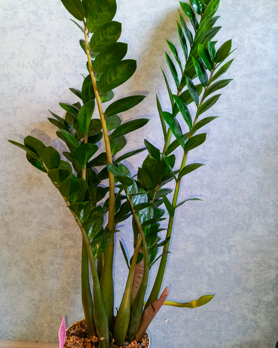 Товарищ зами в полный рост. Цветочек, конечно, у него... неприличный 🤭