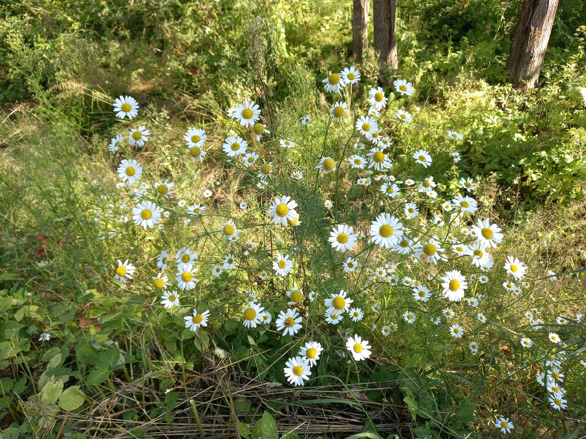 ромашки у дороги