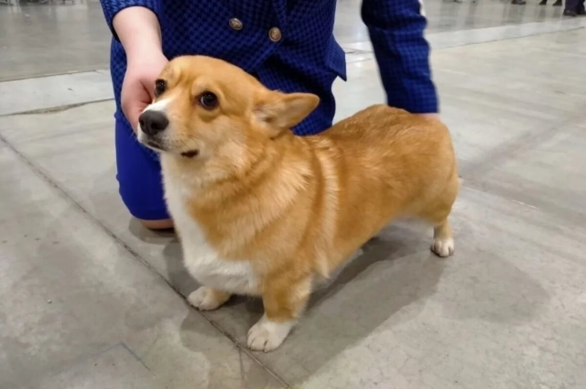    В Новосибирский Экспоцентр привезли больше 800 собак со всей страны