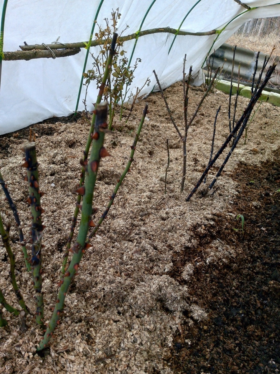 Снимок темноват, поверьте на слово - на коре второго куста просто красноватый загар. Так что оставляем