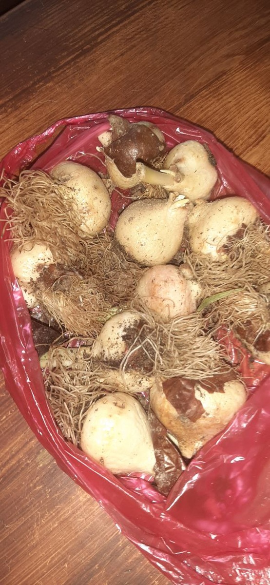 Мой букет тюльпанов на 8 марта выглядел так