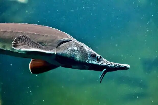 Белуга — самая крупная рыба из осетровых, может достигать 10 м в длину и весить до 3000 кг 