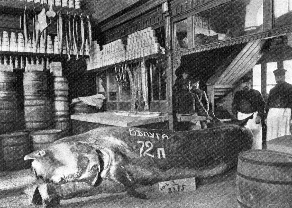 Гигантская белуга, пойманная в Каспии и выставленная в магазине В.Ф. Бобкова на Балчуге. Москва, 1910 г. (по материалам издания azh.kz)

