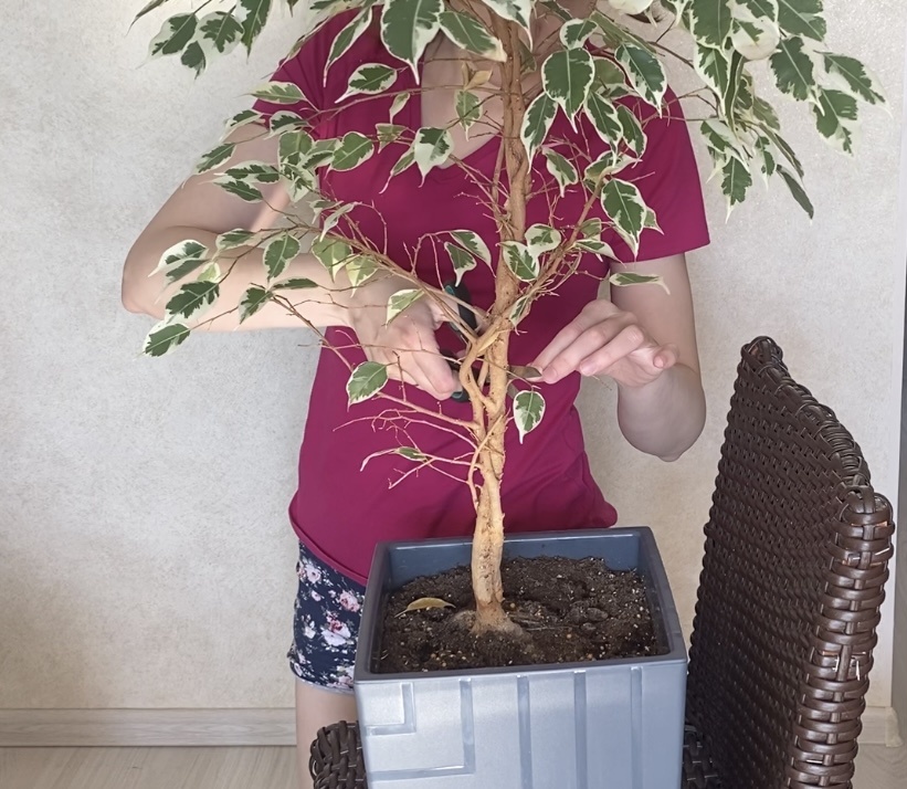 Фикусы перед пересадкой еще и подрезаю.