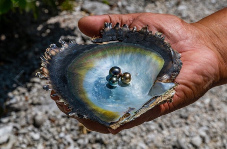 Культивирование жемчуга - довольно трудоемкий и долгий процесс