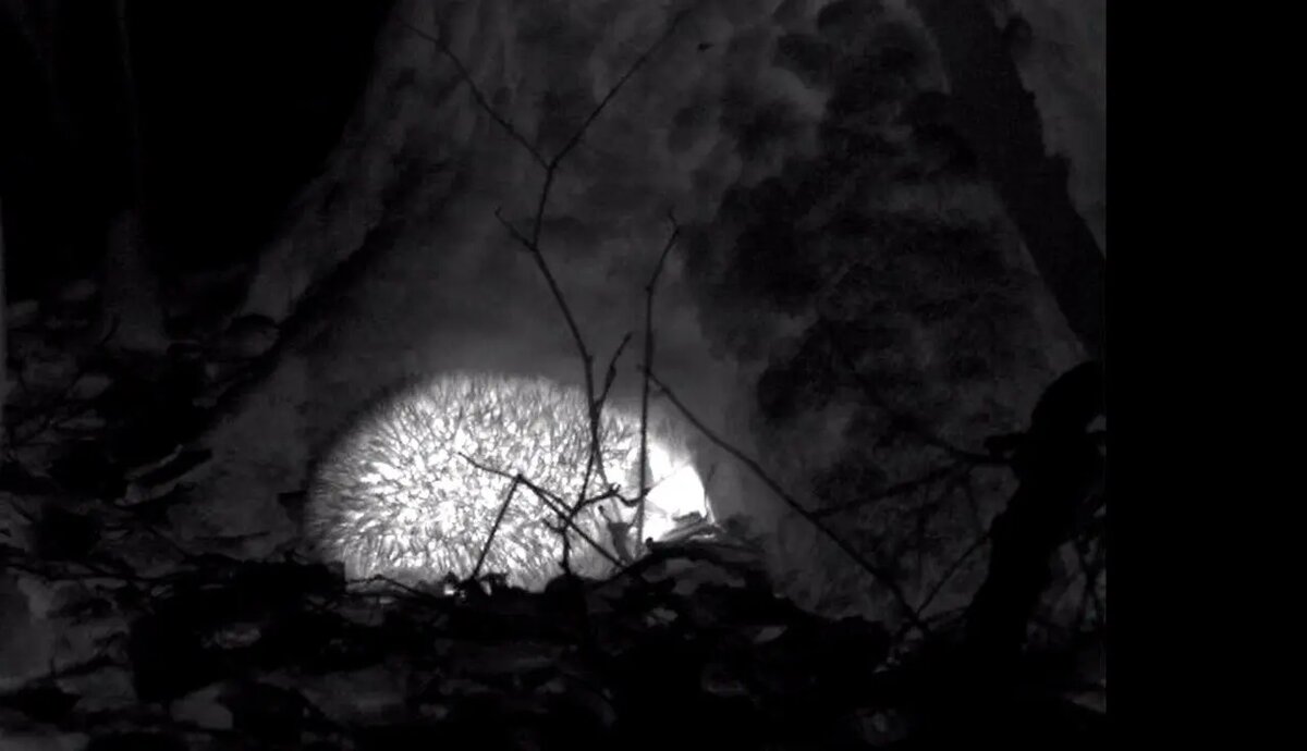    Фото: телеграм-канал Павла Глазкова «Каждой твари по паре».