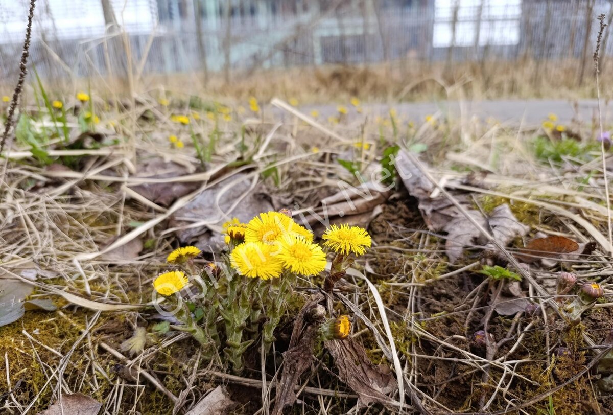 Мать-и-мачеха расцвела в Обнинске