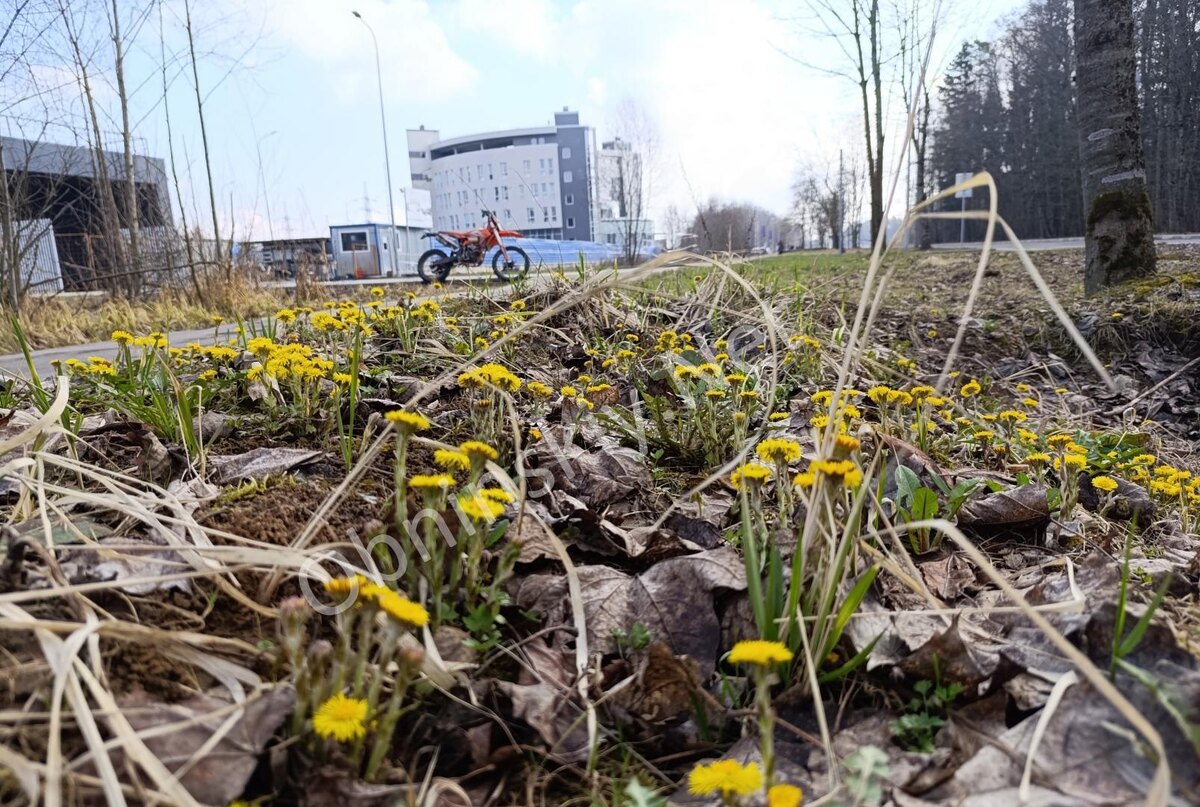 Мать-и-мачеха расцвела в Обнинске
