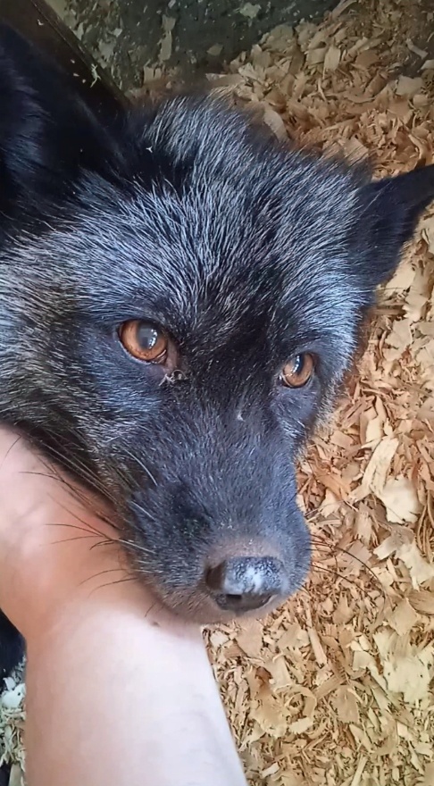 Лис Ацелот и его бесподобные глаза....