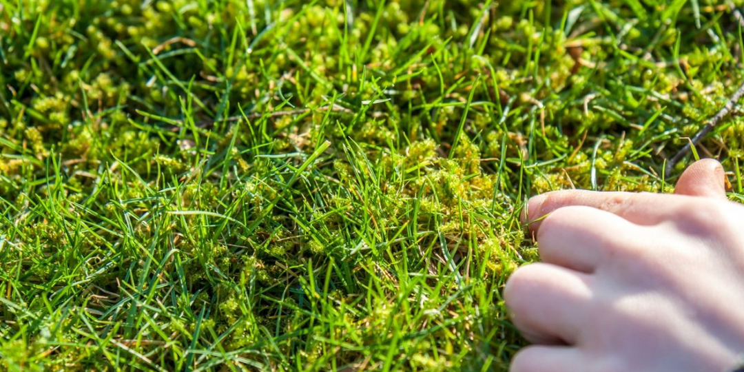 Действительно ли сульфат железа удаляет мох на газоне? Как использовать, чтобы не испортить газон