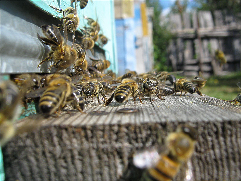 быстрое развитие пасеки