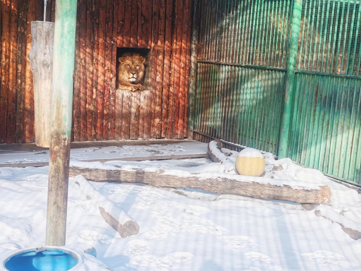    Фото: группа Большереченского зоопарка во ВКонтакте