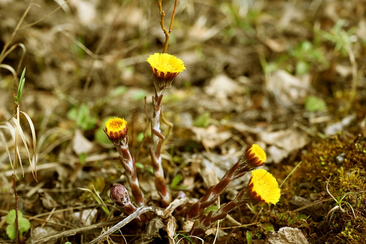 мать-и мачеха foto pixabay.com