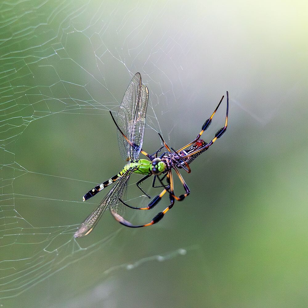 Фото из открытых источников.