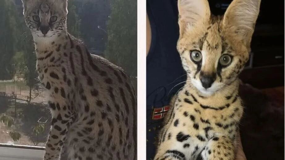     Источник: avito.ru