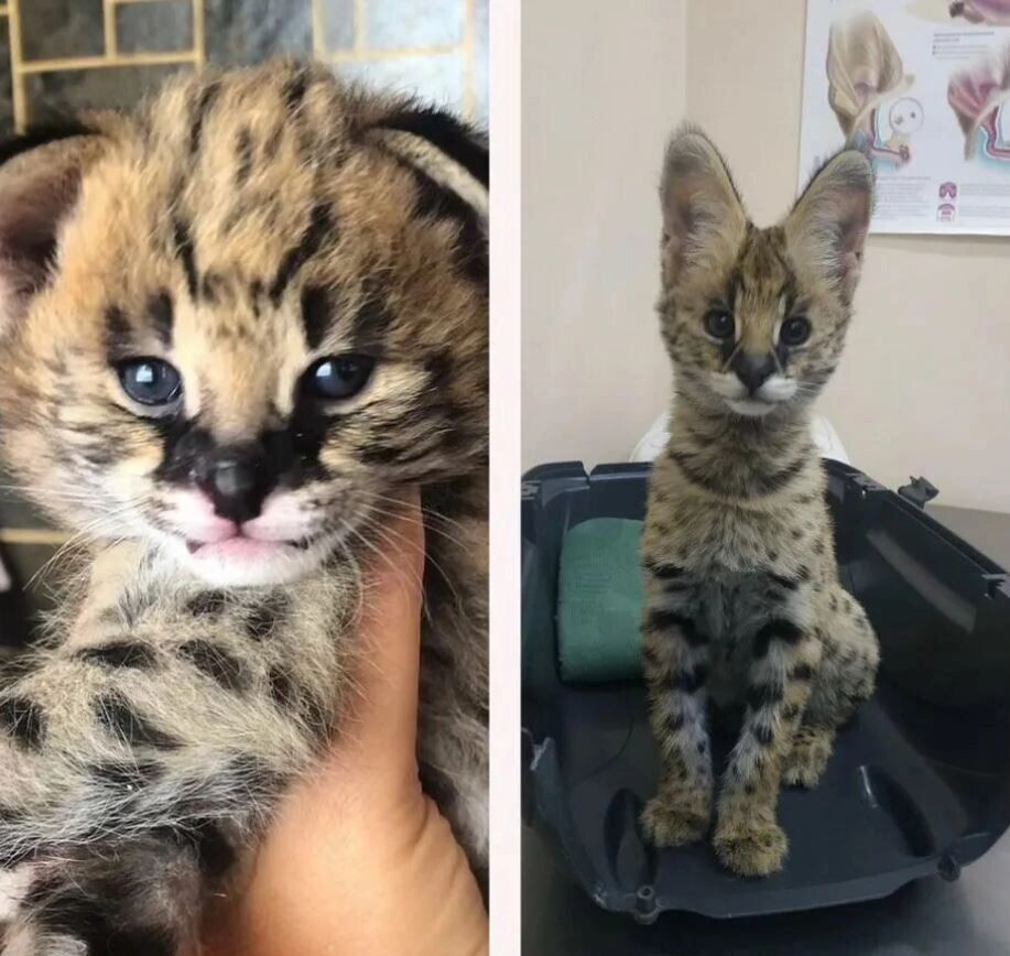     Источник: avito.ru