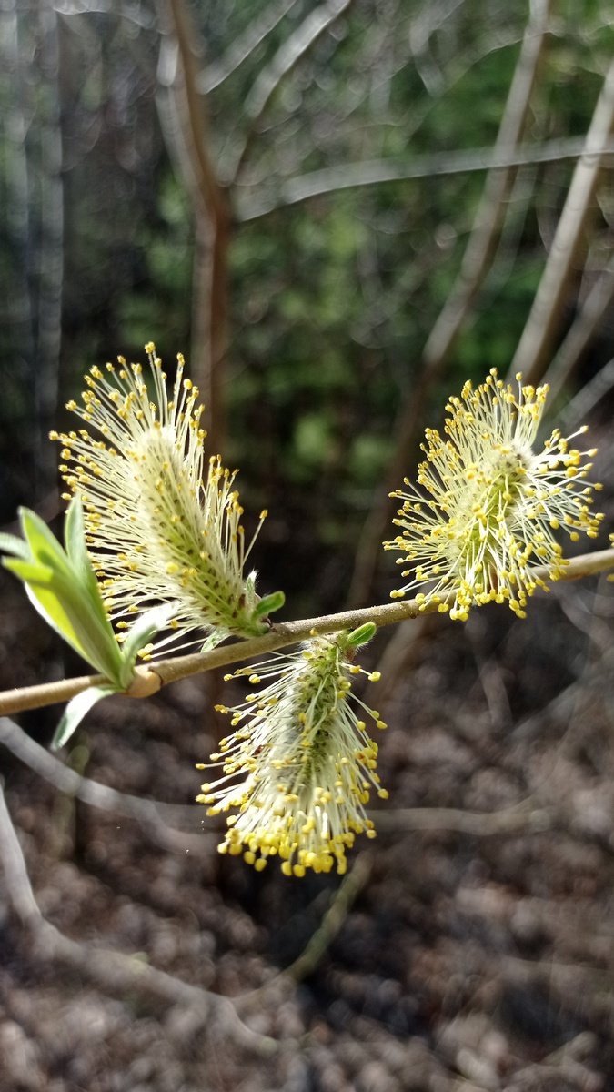 Верба (ива).
