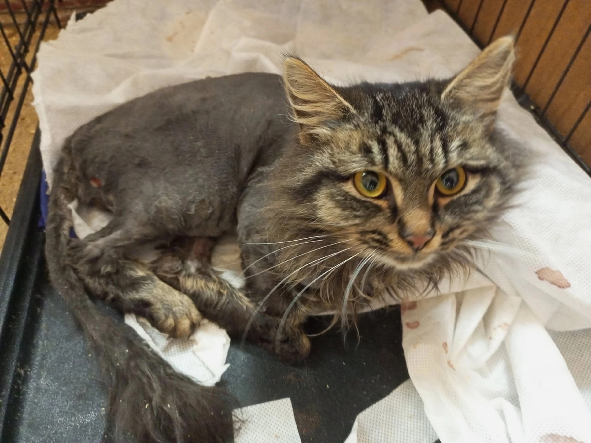 Кот Тимофей, бессовестно преданный хозяевами