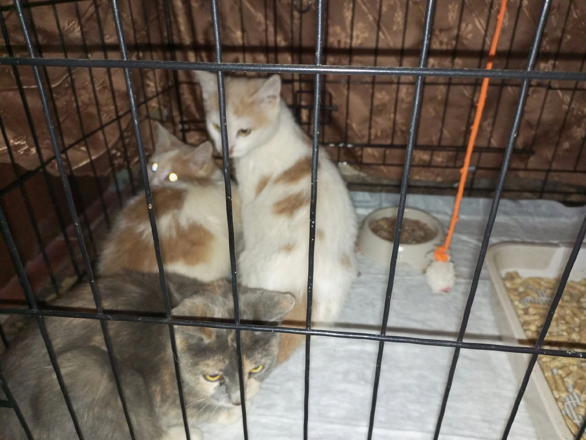 Жильцы дома, в подвале которого жили котята, обещали помогать хозяйке передержки с содержанием до пристройства, но слово своё не сдержали