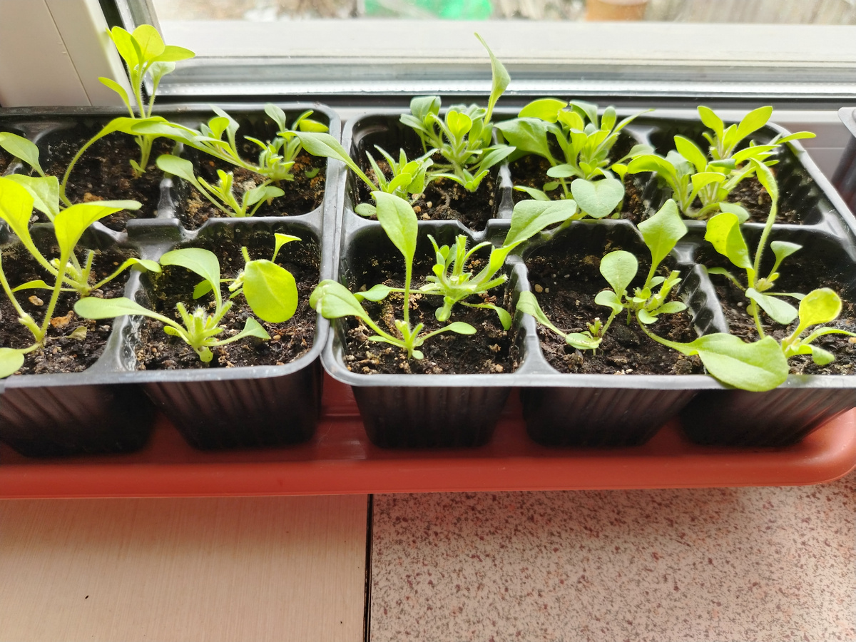 Несколько дней назад первый раз прищипывала, новые отростки во всю прут.