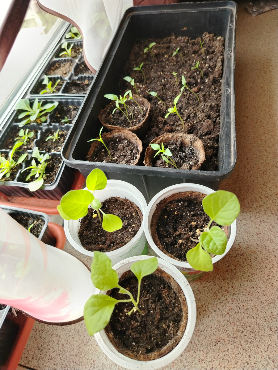 Баклажаны - тьфу тьфу)) перцы тоже радуют.