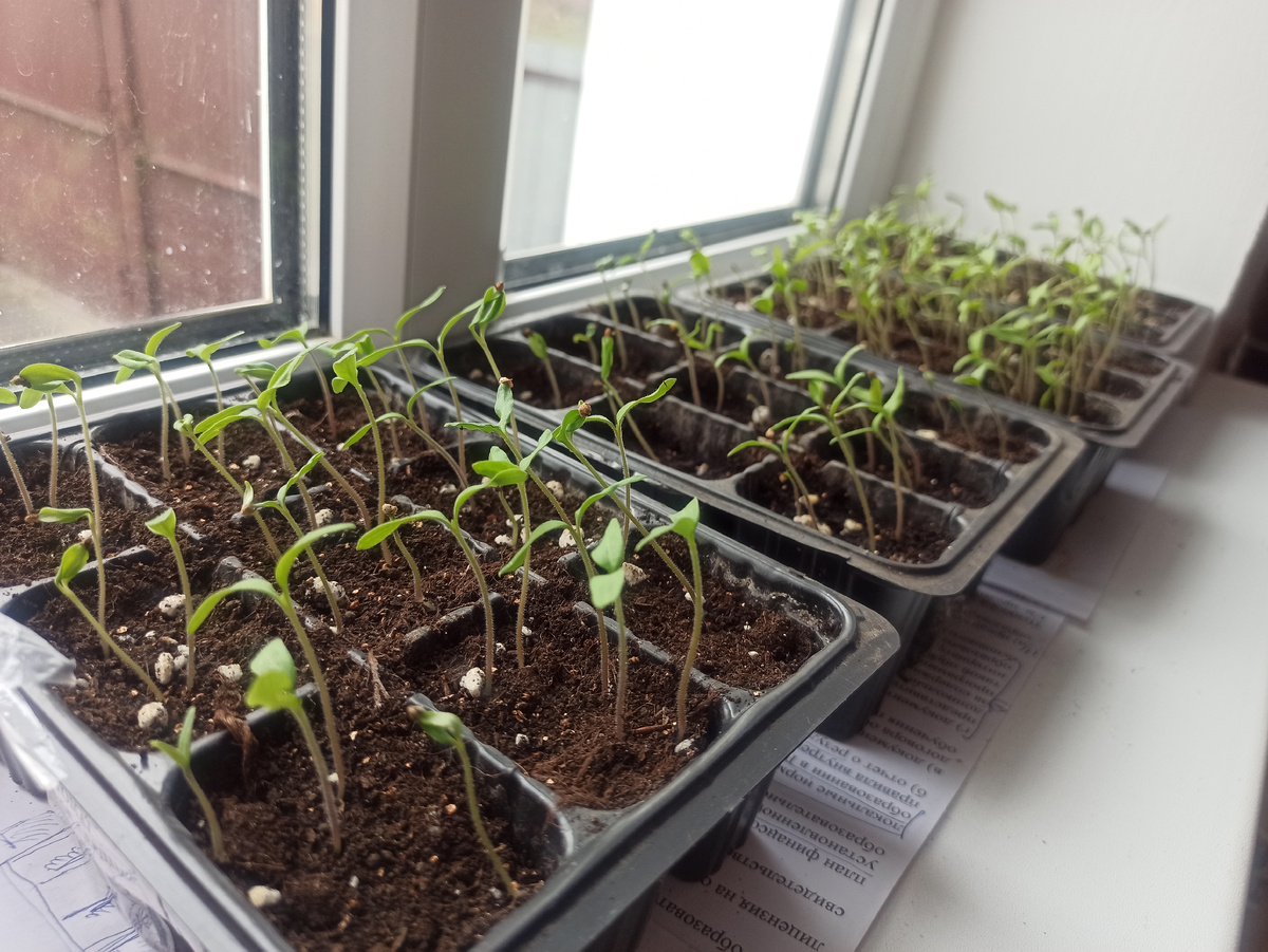 Моя рассада помидор. Семена почти все с Вайлдберриза, один пакетик у меня с прошлого года оставался, всё взошло.