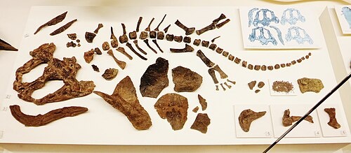 Скелет плагиозуха.