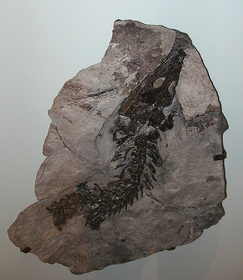 Окаменелость трематолеста.