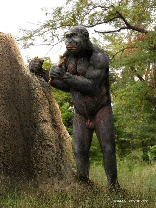 Paranthropus robustus ковыряется в термитнике до того, как его съели.
Реконструкция выполнена Романом Евсеевым.