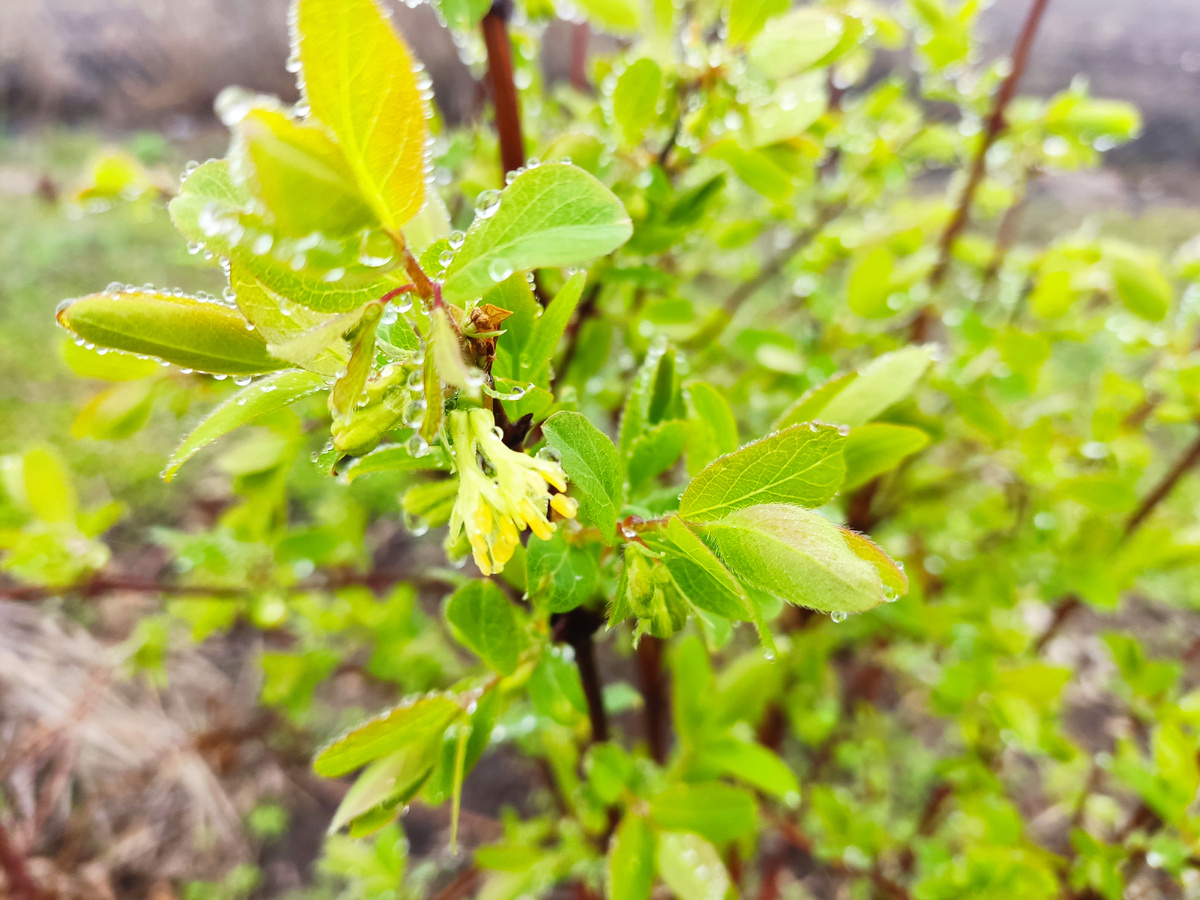 Небольшие незаметные на первый взгляд цветки