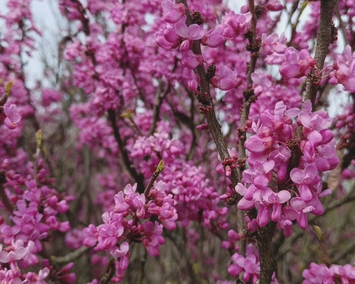 Адлер, Церцис,  март 2025 г.